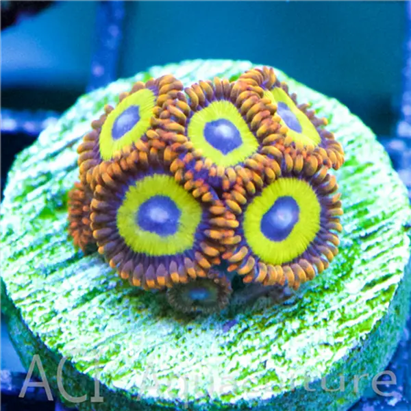 ACI Fruit Loops Zoanthid
