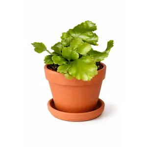 6” Rhipsalis Oblonga