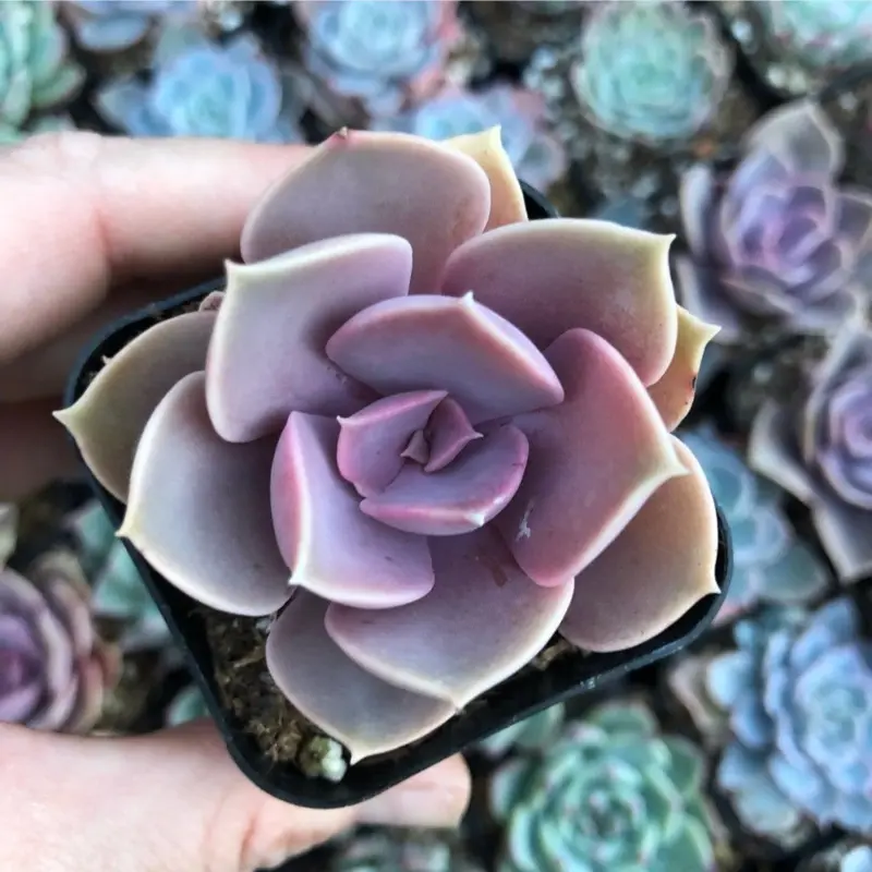 Echeveria ‘Perle von Nurnberg’ – Pink & Lavender Rosette | Live Succulent
