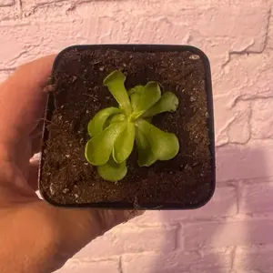 Pinguicula cyclosecta violet butterwort carnivore