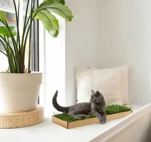 Kitty Lawn - Indoor Playtime for Outdoor Cats