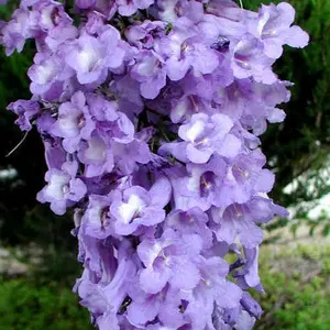 10 seeds JACARANDA MIMOSIFOLIA, BLUE rare flowering tree flamboyan delonix seed