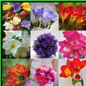 25 South African Flower Bulbs, Ixia Exotic Flower Bulbs, Great for Borders or Containers