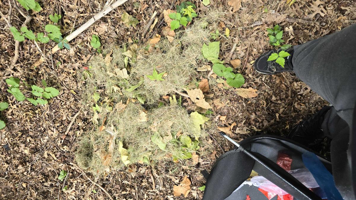 Item: Hand Push - 26 inch