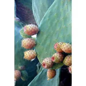 Fresh Prickly Pear Cactus (Tuna)