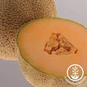 Melon Seeds - Cantaloupe - Ball 2076 Hybrid