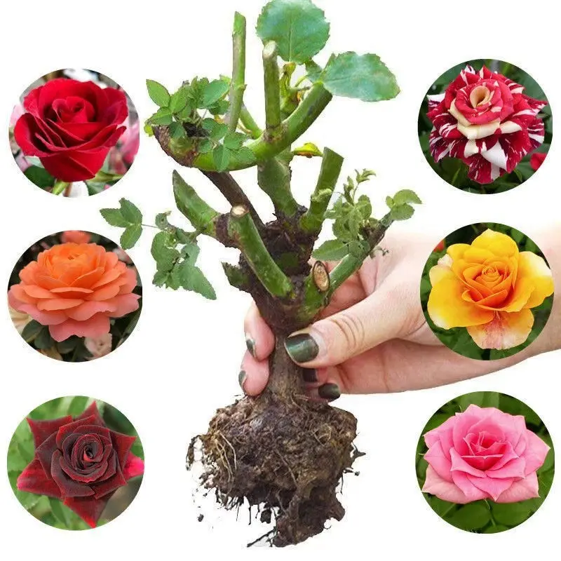 rose plants for sale - TikTok Shop