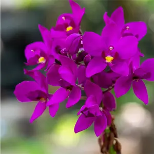 Ground Orchid - Spathoglottis plicata purple - Live Plant