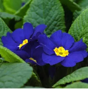 15+ Primrose Flower Seeds / Perennial / Cobalt Blue