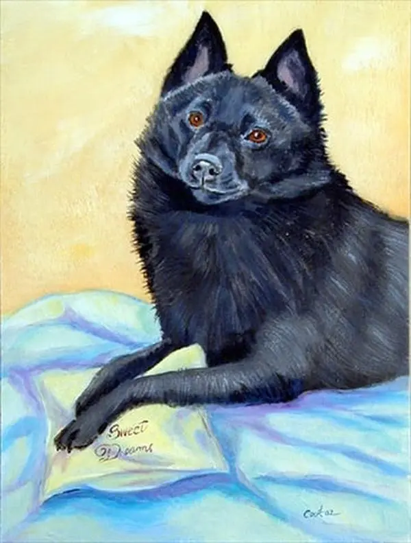 Carolines Treasures 7152CHF 28 x 40 in. Schipperke Sweet Dreams House Size Canvas Flag