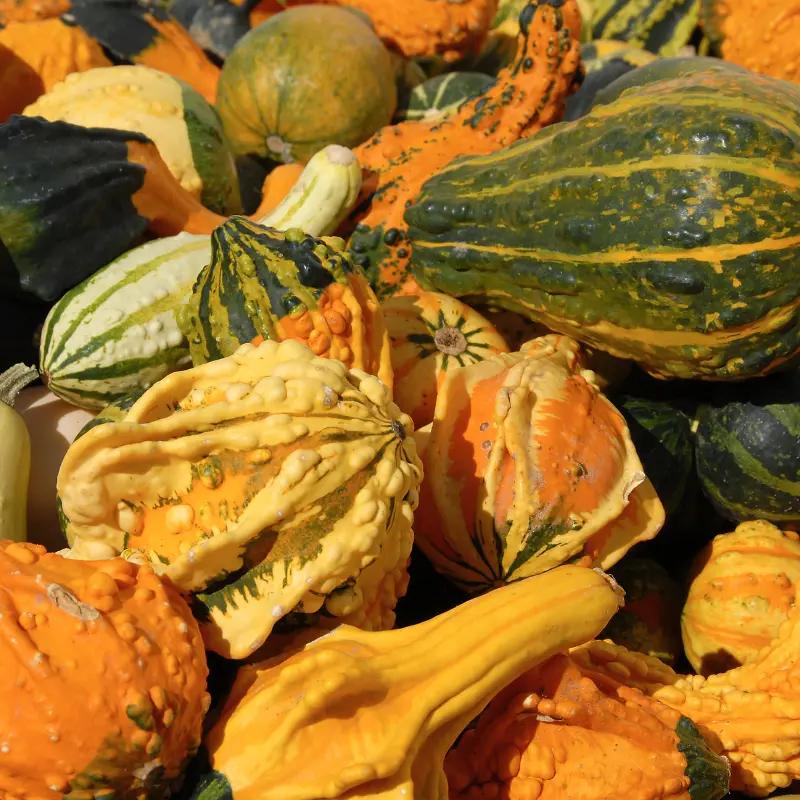 Large Gourd Mix Organic Seeds (Lagenaria spp.) Diverse shapes for carving, crafts, birdhouses, and striking fall décor