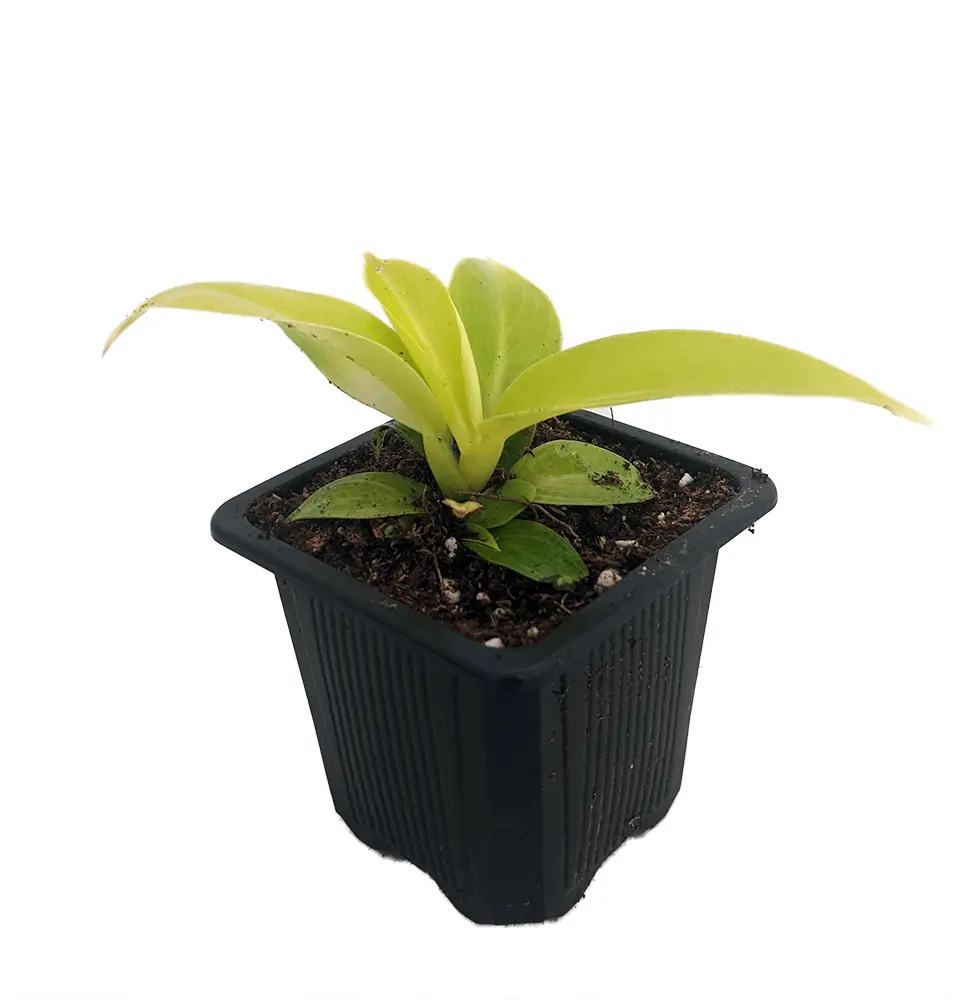 Moonlight Philodendron - 2.5" Pot
