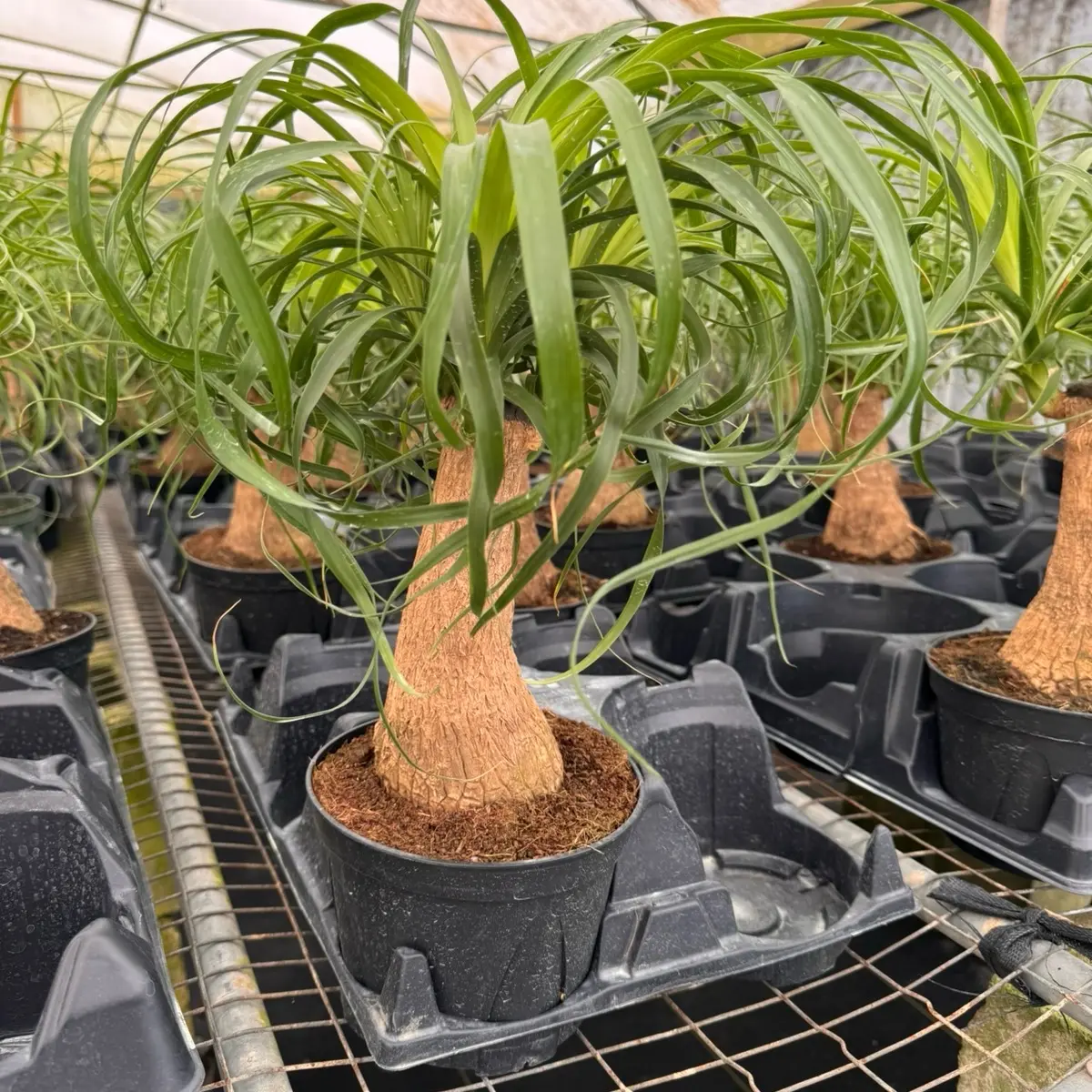6” Ponytail Palm