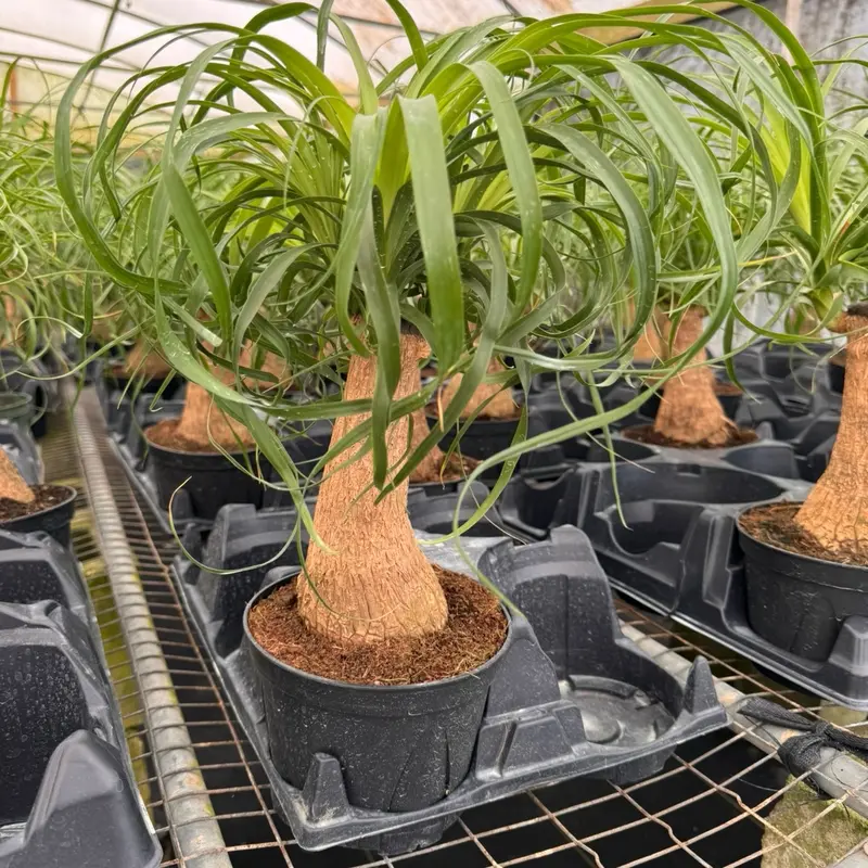 ponytail palm leaves turning brown - TikTok Shop