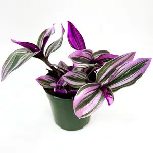"4" Tradescantia Nanouk Live Plant – Wandering Dude, Fully Rooted Rare Houseplant for Home, Office, Weddings, and Gifts"