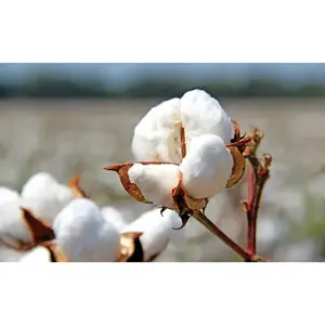 30PCS Cotton Seeds For Planting for Planting - Flower Seeds Indoors
