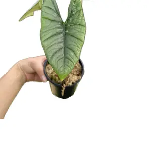 Alocasia Bisma Variegated 4" Potted Live Plant - Sculptural Veining - Metallic Emerald Foliage - Rare Collector's Plant - Bold Interior Accent - Exotic Tropical Vibe - Statement Houseplant
