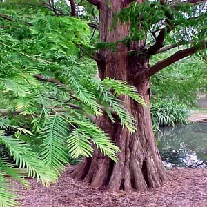 Dawn Redwood Tree Seeds – Metasequoia glyptostroboides | Fast Growing Hardy Bonsai Redwood