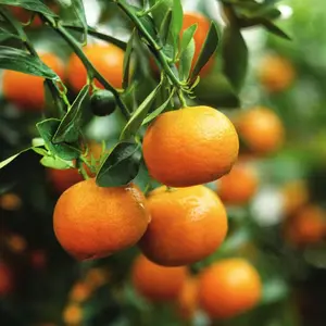 #3 Container Clementine Mandarin Evergreen Semi Dwarf Tree Nocturnal Gardens