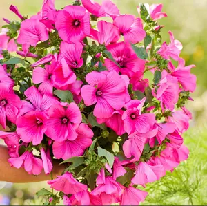Rose Mallow TANAGRA HOT PINK Blooms Pollinator Attractor  100 Seeds