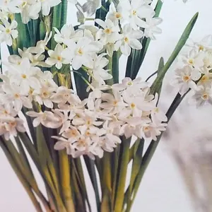 Narcissi Paperwhites Indoor Growing Kit with Minimalist Pot, Four High-Quality Bulbs, Nutrient-Rich Soil & Decorative Gravel for Indoor Gifting