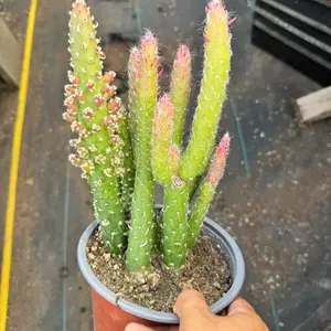 Opuntia Subulata Eves needle 6 inch pot plant cactus