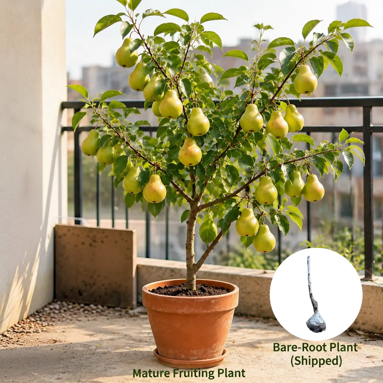 40-50cm Asian Pear Tree Seedling, Bare Root Pear Sapling, Hardy Fruit Tree for Backyard Garden, No Soil No Pot, Easy to Grow