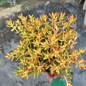 sedum adolphi Firestorm 8 inch pot