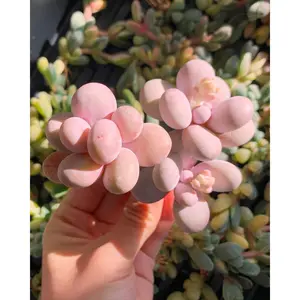 Graptopetalum Cream Stone - April Farm/Rare Succulents