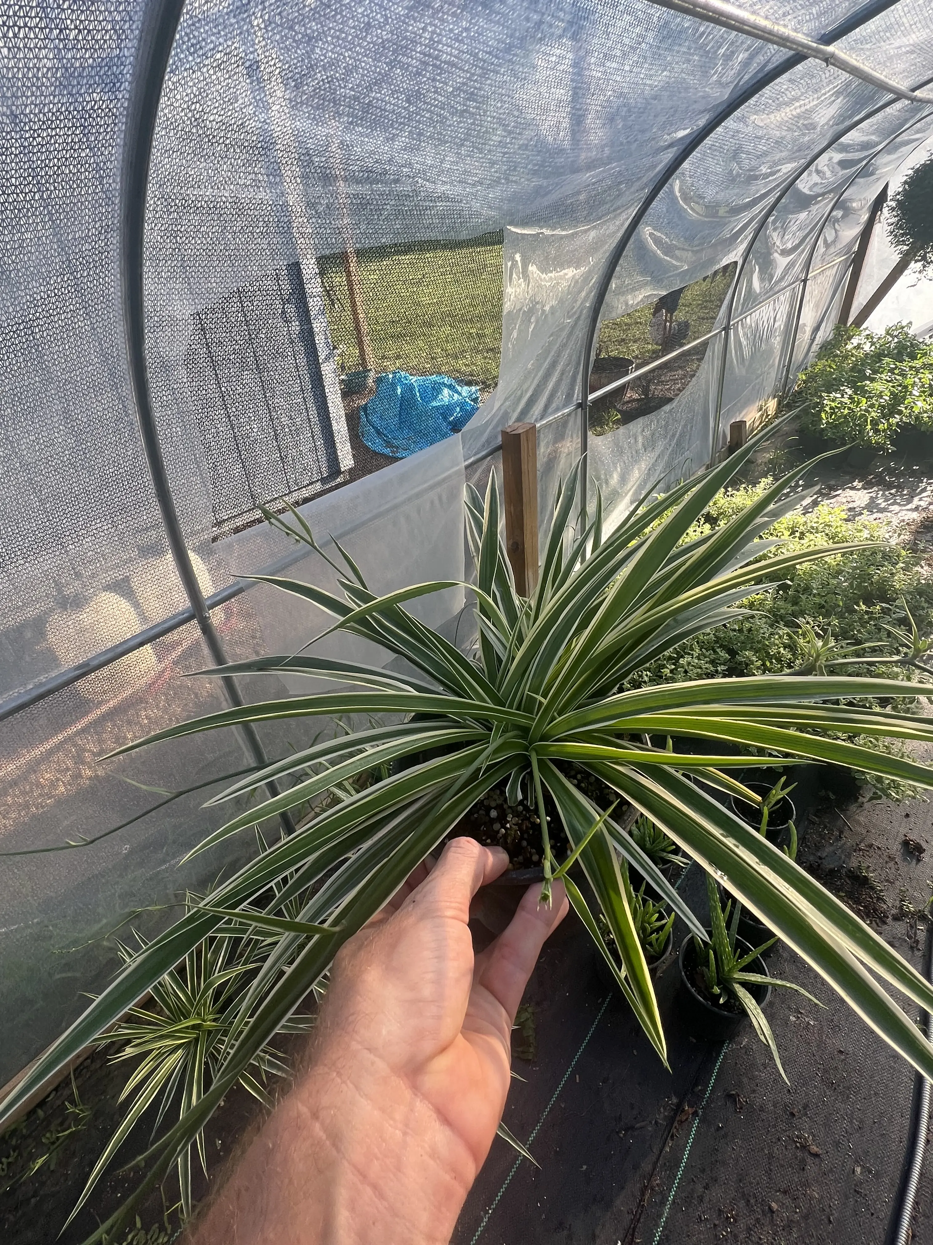 Variegated Spider Plant, Live Indoor Garden Plant for Home Decoration