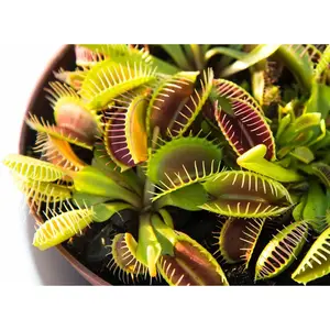 Carnivorous Tropical Plants - Live Starter Plants in 2 Inch Pots - Beautiful Easy Care Indoor Tropical Carnivorous Plants