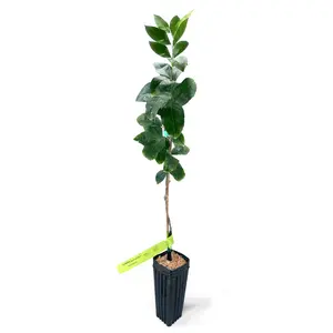 Meyer (Valley) Lemon Tree | No Ship CA AZ LA FL | US Citrus Nursery | Sweet Orange-Tinged Lemon, Natural Live Citrus Plant, Indoor Outdoor Patio Container Fruit Tree