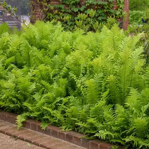Ostrich Fern