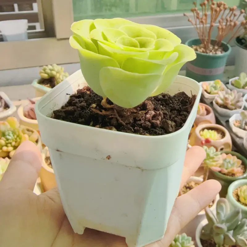 cheap extra large planters Slick Rock Wave Large Planter