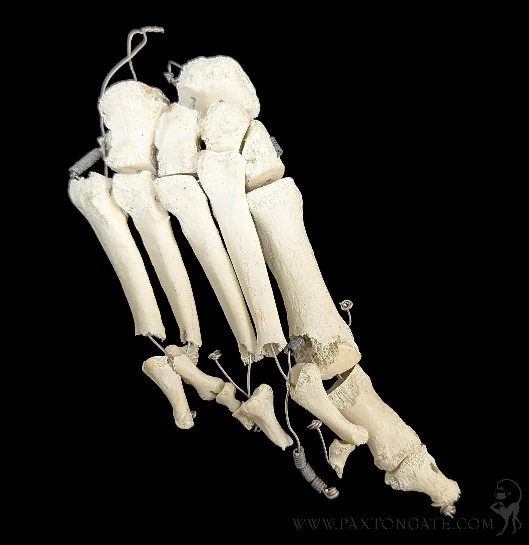 B Grade Partial Articulated Human Foot Teaching Specimen