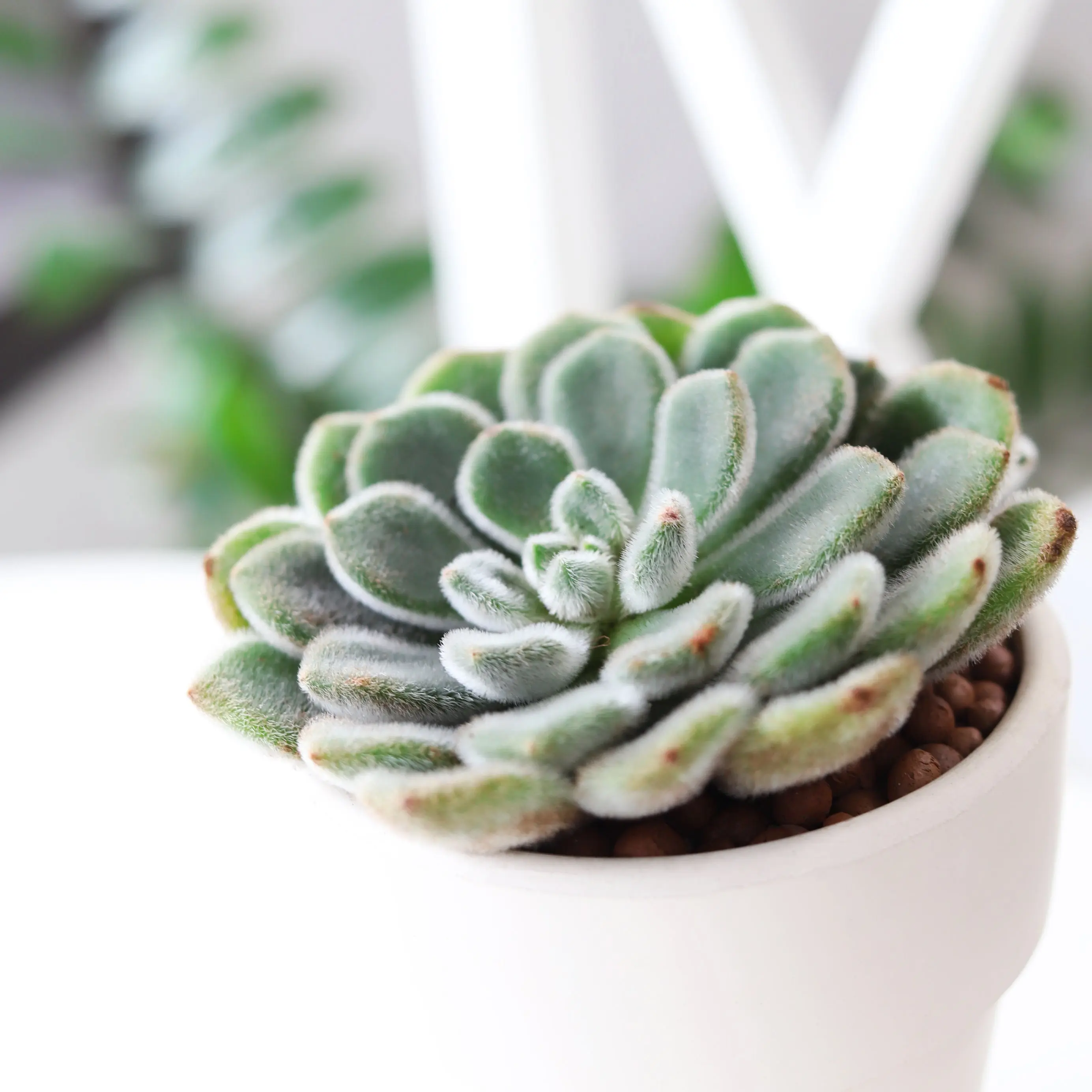 Echeveria Doris Taylor Succulent - Woolly Rose