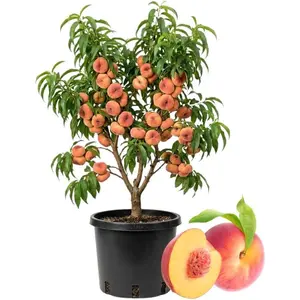 Donut Peach Tree Live Plant 2-3ft, Sweet Peach Plant 5 Gallon Pot for Planting Outdoor, No Ship to CA