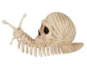 Snail Skeleton