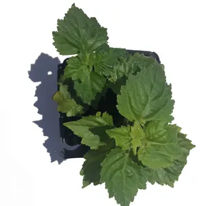 Patchouli (Pogostemon cablin) Organic Plant in 2.5-inch Pot by Smoke Camp Crafts