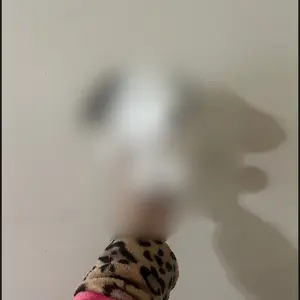 Dog crochet