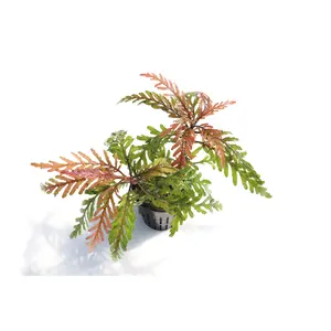 Hygrophila Pinnatifida