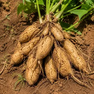 Yacon Planting Seeds Non-GMO, High Yield Snow Lotus Root Superfood, Easy-Grow Perennial Vegetable for Home Garden