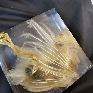 Mummified juvenile chicken in resin Decor Ornaments