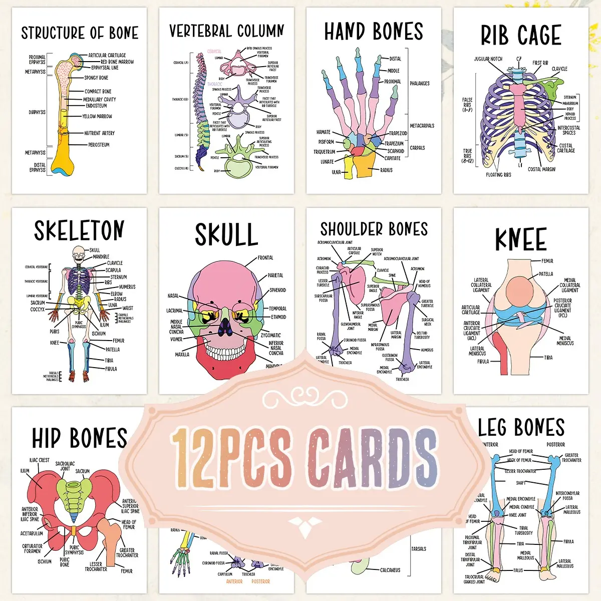 12 Pcs Human Skeleton Flashcards with Labels, Interactive Learning Guides, Classroom & Home Education, Biology Anatomy Study Cards, Vocabulary Flashcards Set, Flashcards For Studying