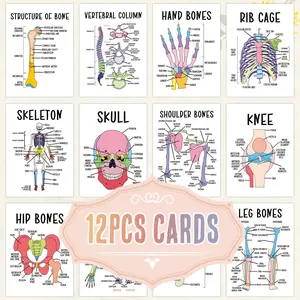 12 Pcs Human Skeleton Flashcards with Labels, Interactive Learning Guides, Classroom & Home Education, Biology Anatomy Study Cards