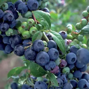 Premier Blueberry Bush
