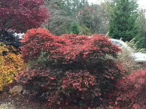 Acer palmatum 'Chitose yama' (Ex bury) Rare Japanese Maple