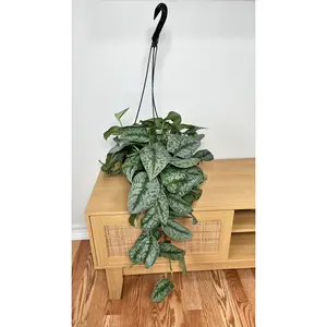 8" Scindapsus Silver Satin