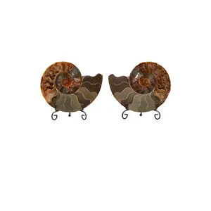 Ammonite Fossil Pair with Stands--Option A