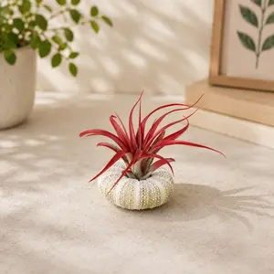 Alfonso Urchin with Tillandsia Air Plant